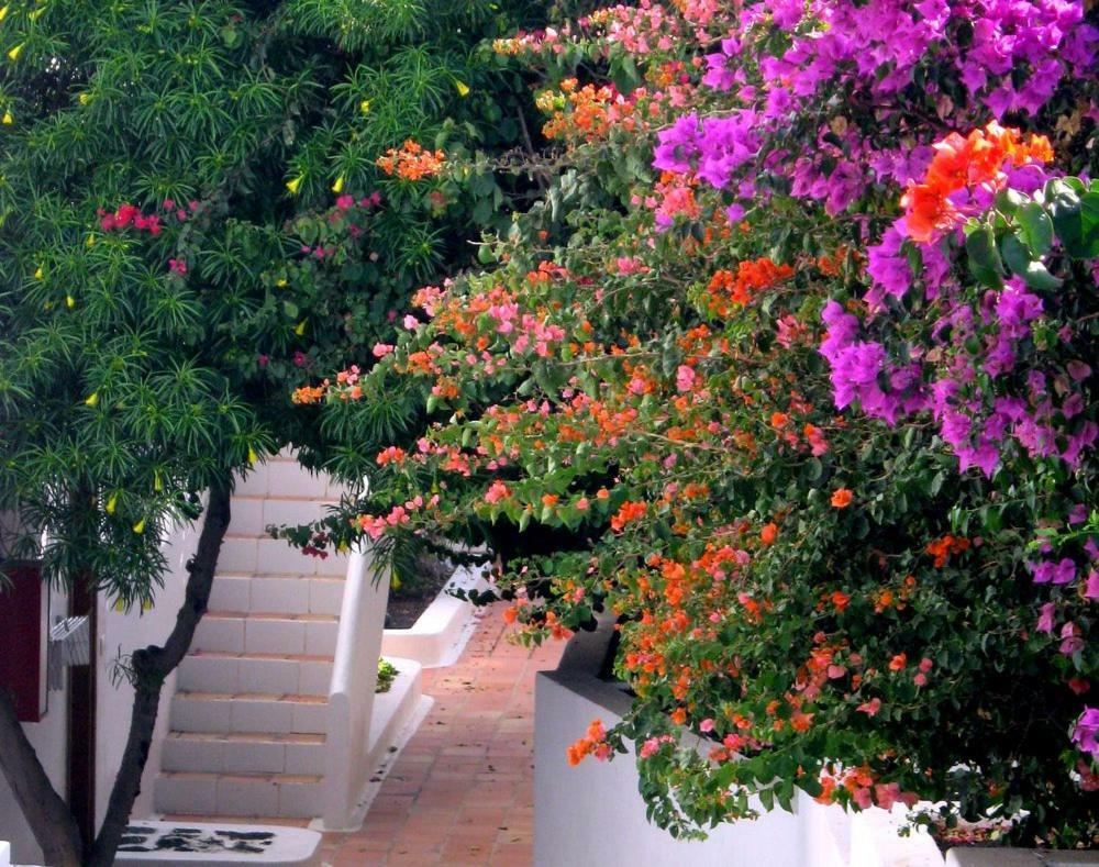 Apartamentos Tamarindos Puerto del Carmen  Eksteriør billede